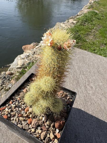 Mammillaria elongata